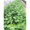 Green fast grow black split  coriander  seed